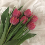 *~The Tulips Squad~*