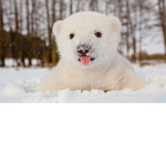 Polar bear Brothers!