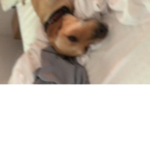 dogemen