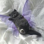 fairysparks
