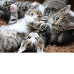 Mad Cats For Life