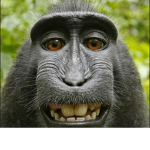 Gansta Monkeys