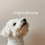 ..TropicalMora