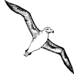 Albatross Apparel