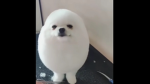 Egg dog memorial