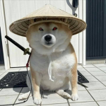 DOGE FAMILY!!!