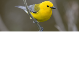 Bird Church