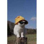 biznesclass