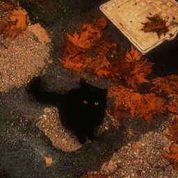 ˙ ✩°˖🍂⋆｡˚꩜