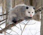 Opossum_Community/family!ALFRP!4ever