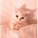Aesthetic kitty’s <3
