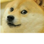 DOGE CLAN XD XD XD