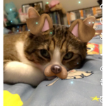 Cattttttttttttttttttttttttttttt kitty