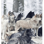 Wolf awful shadow shadow shadow clan clan clan cla