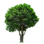 TreeHD ☣️