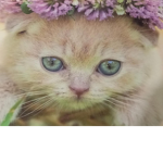 Cuti_123456789101112131415