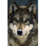 WolfsSquad