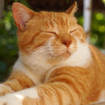 GAMER_CATZEE STUDIOS