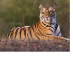 -The Tigers-