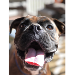 DOGS!!!!!!!!!!!!!!!!!!
