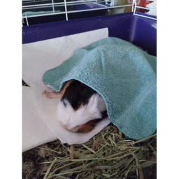 R.I.P Smore