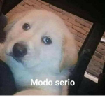 mundo de gatitos world xd