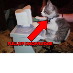 meow (real)