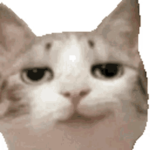 cat trollers