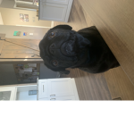 i-doggi