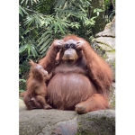 The monke cult :p