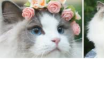 Cats of mystery’s