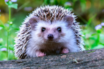 Delirious Hedgehog Studios