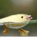 Robux ouuu