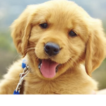 Happy Puppy!