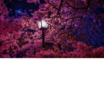 *~*Sakura*~*