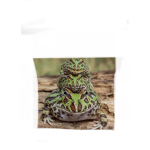The_school_frogs