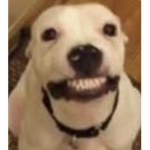 ThatDogIsSmiling