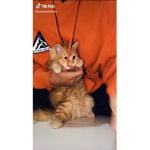 Lonely Chubby Ginger Cats