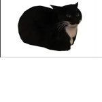 maxwell cat <3