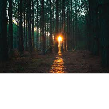 Forest game