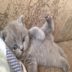 holdcat