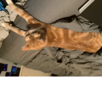Pizzadood