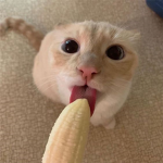 BananaMeow