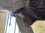 I love cats345