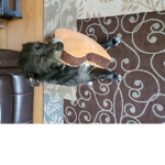 i like dogs they are cute