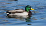 Duck_fan_group.