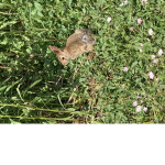 Bunny_Plays Group