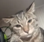 ᅠcat