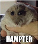 HAMSTA CLAN