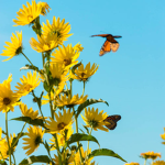 ~Lovley Sunflowers~